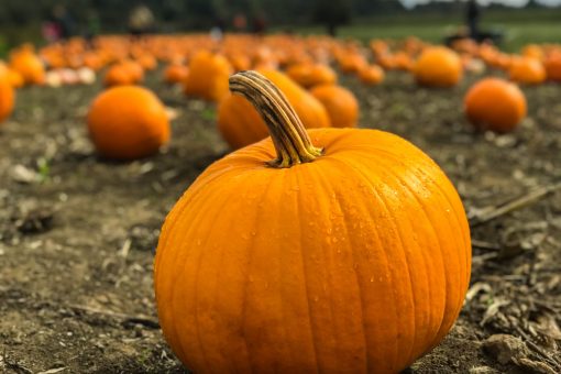 5 Pumpkin Recipes for Fall